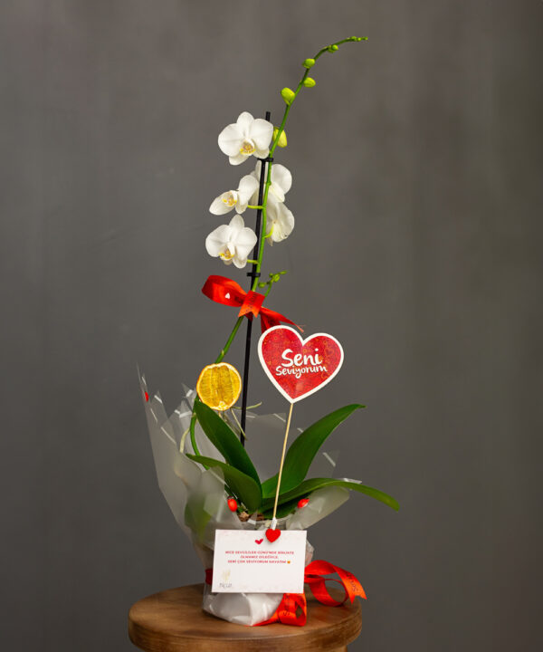 Saksıda Tek Dal Beyaz Phalaenopsis Orkide