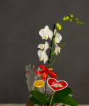 Saksıda Tek Dal Beyaz Phalaenopsis Orkide