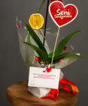 Saksıda Tek Dal Beyaz Phalaenopsis Orkide