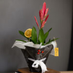 Saksıda İthal Guzmanya Çiçeği