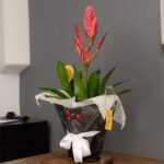 Saksıda İthal Guzmanya Çiçeği