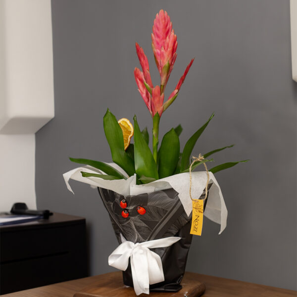 Saksıda İthal Guzmanya Çiçeği