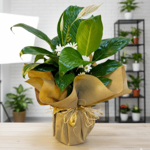 Beyaz Barış çiçeği Spatifilyum